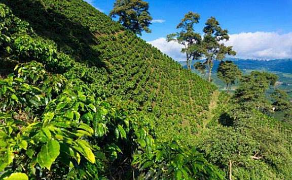 世界著名十大咖啡产地：卢旺达上榜