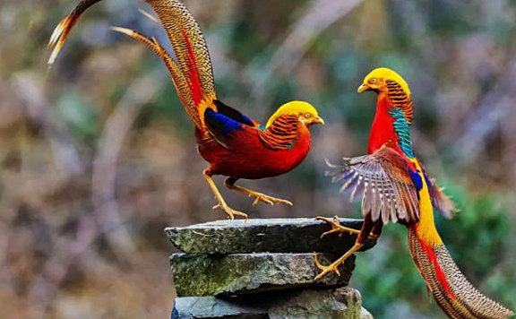 中国有一种很像凤凰的鸟：红腹锦鸡象征吉祥