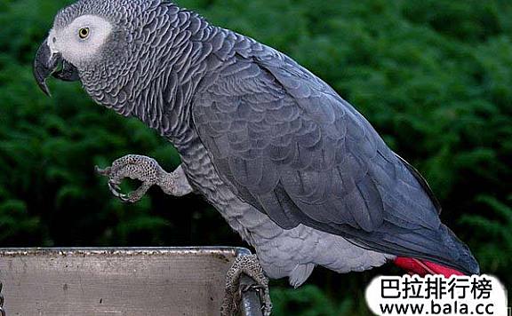 十大学舌鸟类排名：非洲灰鹦鹉位列第一名