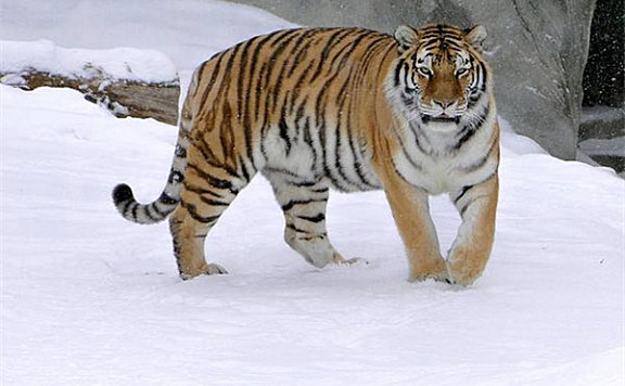 世界最厉害动物排名前十：东北虎、非洲狮名列榜首
