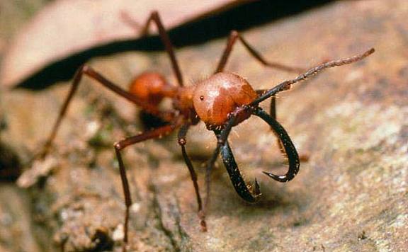 世界上让人毛骨悚然的两种蚂蚁：破坏力极强