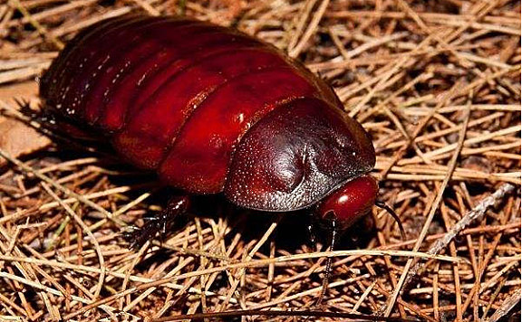 世界上最大最凶的蟑螂：体长达10厘米