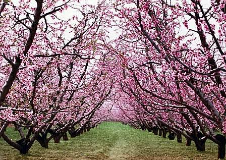 春天去哪里赏桃花 中国十大桃花最美的地方