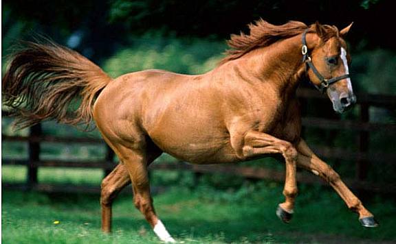 世界上最贵的马品种大盘点：阿拉伯马第二
