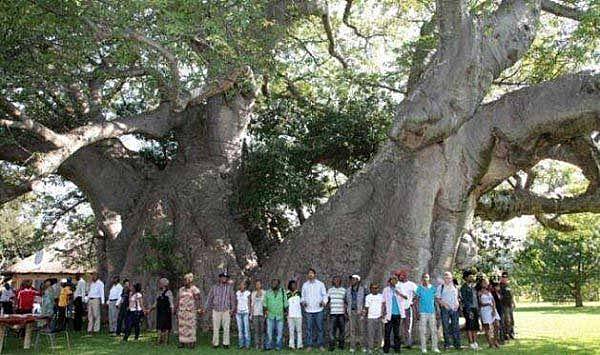 世界上最粗的树：百骑大栗树周长55米