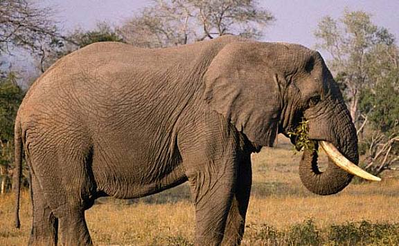 陆地动物10大单挑王：大象、犀牛居前两名