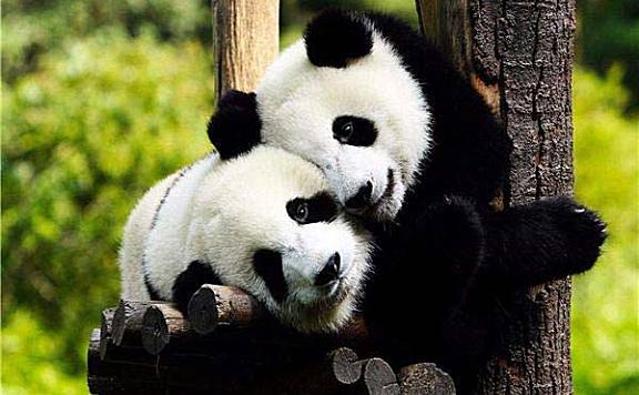 世界上最萌的动物排名前五：大熊猫排第一名