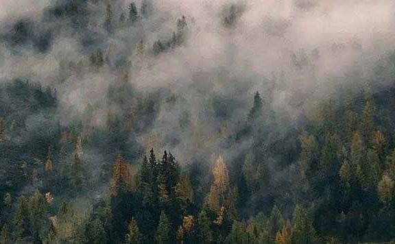 世界森林面积最大的10个国家：俄罗斯第一