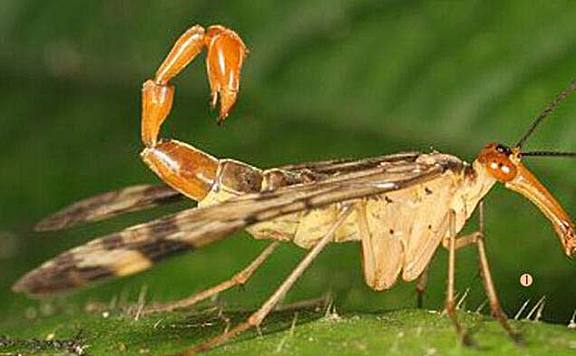 世界最恐怖的十大昆虫：蝎蛉上榜