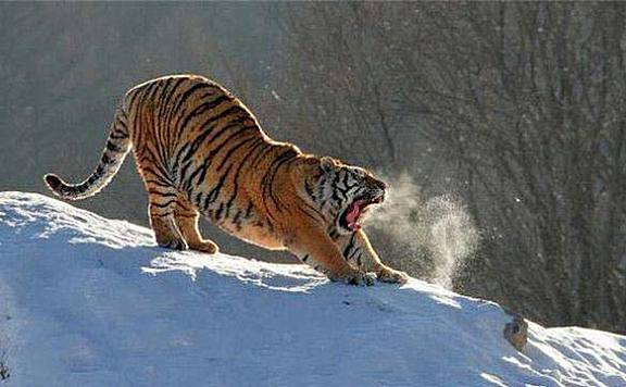 世界上最大的猫科动物：东北虎