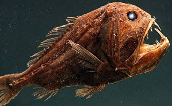 深海处十大可怕的生物盘点：尖牙鱼居首