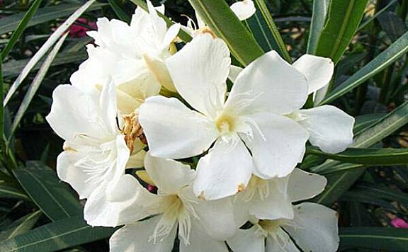 世界最毒的十种花卉植物：夹竹桃、曼陀罗均榜上有名