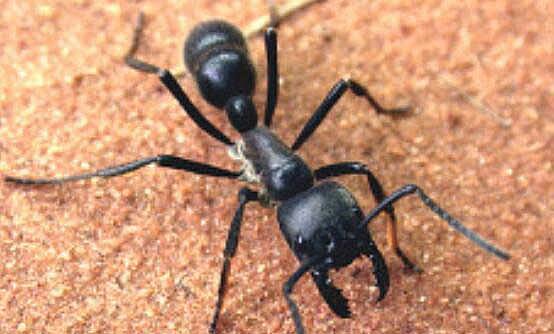 盘点十大最凶猛的蚂蚁：子弹蚁第一