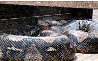 发现的世界上真正的第一巨蛇19米长轻松吞下一个人