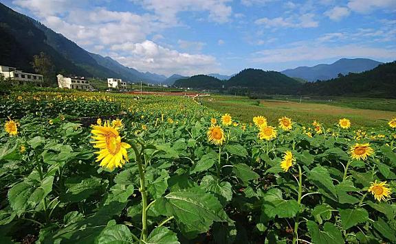 重庆大木花谷旅游攻略及门票价格