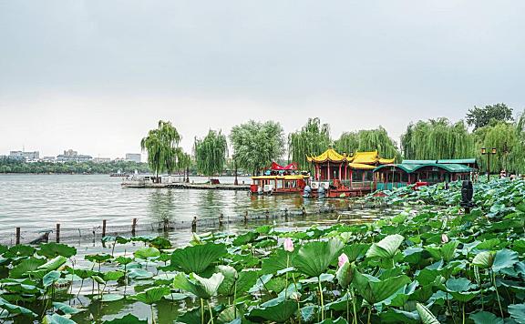 济南旅游，怎么能不看大明湖的雨荷