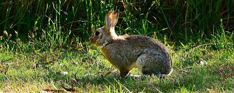 野生兔子是保护动物吗