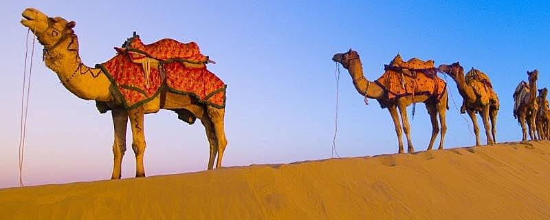 骆驼有多重