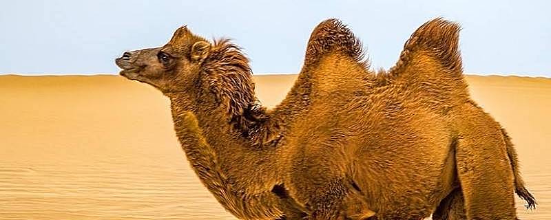 骆驼为什么可以吃带刺的仙人掌