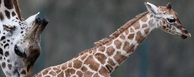 长颈鹿的脖子为什么那么长