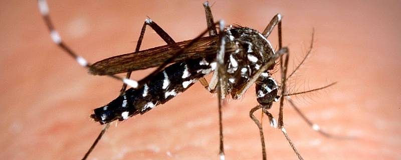 蚊子可以活多久