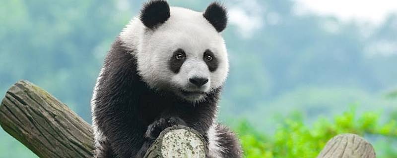 大熊猫耳朵是什么颜色的