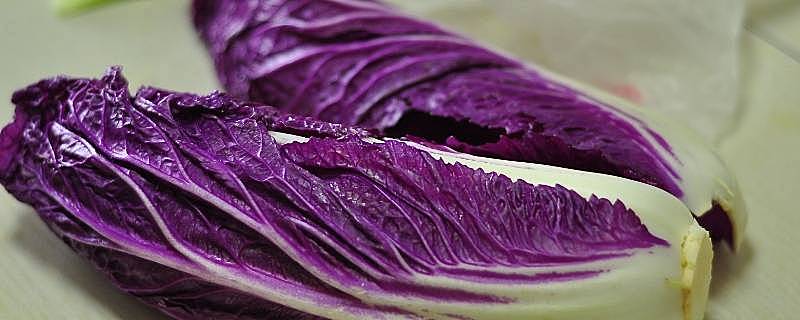 紫色白菜是什么菜