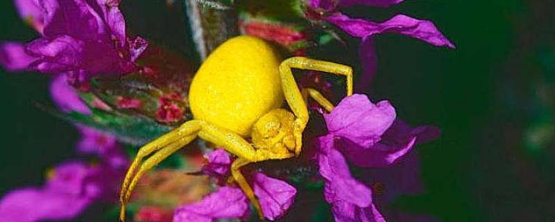 黄色的蜘蛛是什么品种