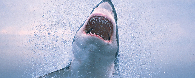 鲨鱼的牙齿可以无限生长吗