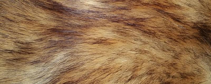 环保狐狸毛是什么毛