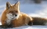 狐狸是几级保护动物