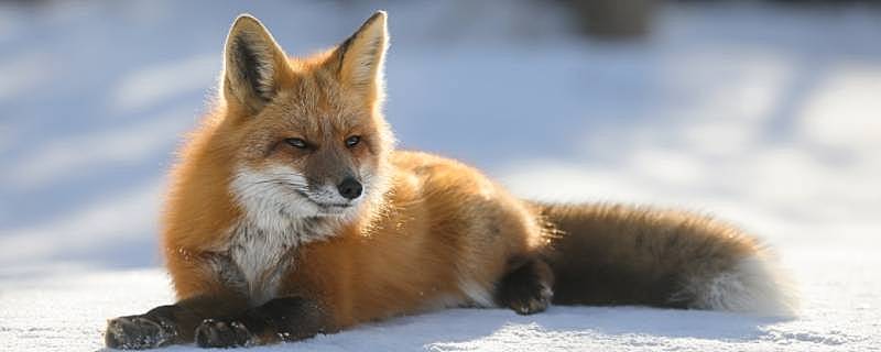 狐狸是几级保护动物