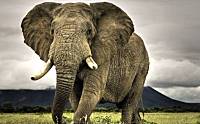 大象的性格特点有哪些