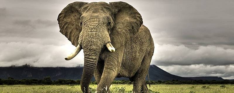 大象的性格特点有哪些