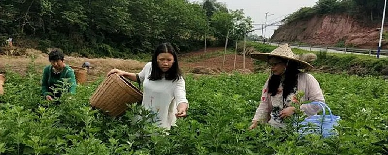 种植艾草的利润如何