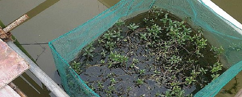 饲养黄鳝鳝池投放水草处理方法是什么