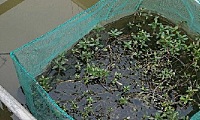 饲养黄鳝鳝池投放水草处理方法是什么