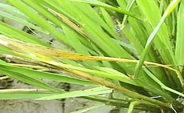 水稻黄叶矮缩是什么病